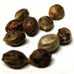 Семена марихуаны АК-47  (Seeds AK-47) в Чебоксарах